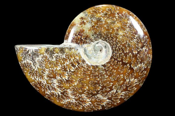 Polished, Agatized Ammonite (Cleoniceras) - Madagascar #88151